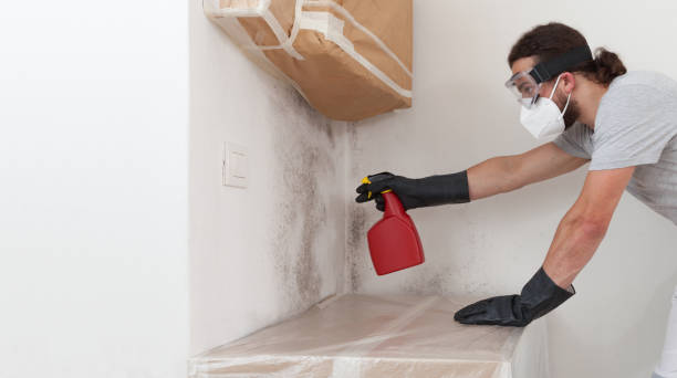 Basement Mold Remediation treatment on basement walls in West Babylon